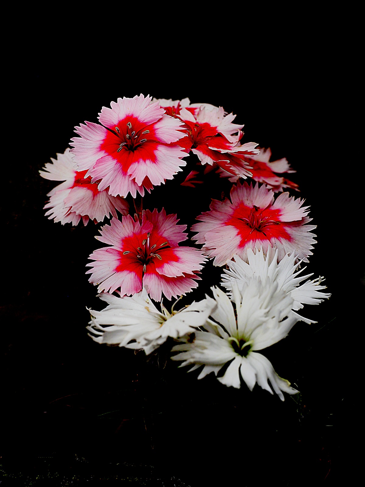 Red, White and Black